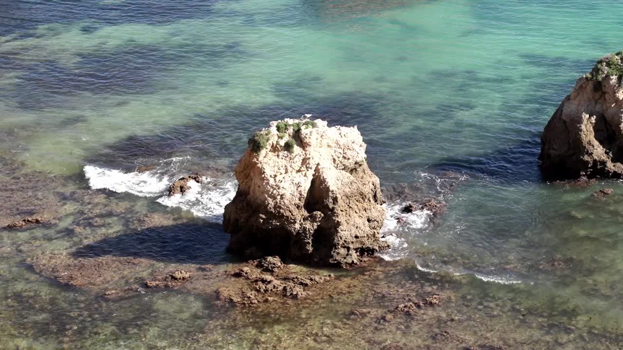 pájaro marino sentado en una roca de piedra caliza en la costa de portimao, faro, algarve, portugal