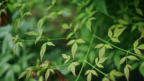 green leaves on a bush blowing gently in the wind