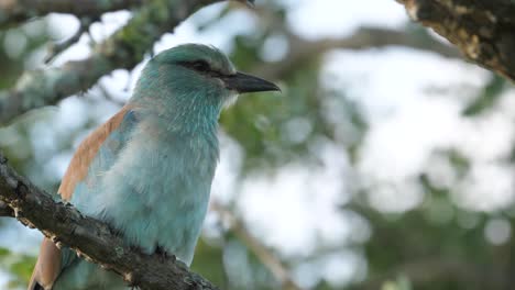 Close-up-of-a-European-roller-perched-on-a-tree-branch,-low-angle-shot