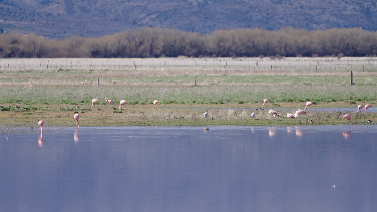Still camera shot of flamingo flock drinking water over shallow blue pond, with grass fields in background. Shot on 4K at 100fps.