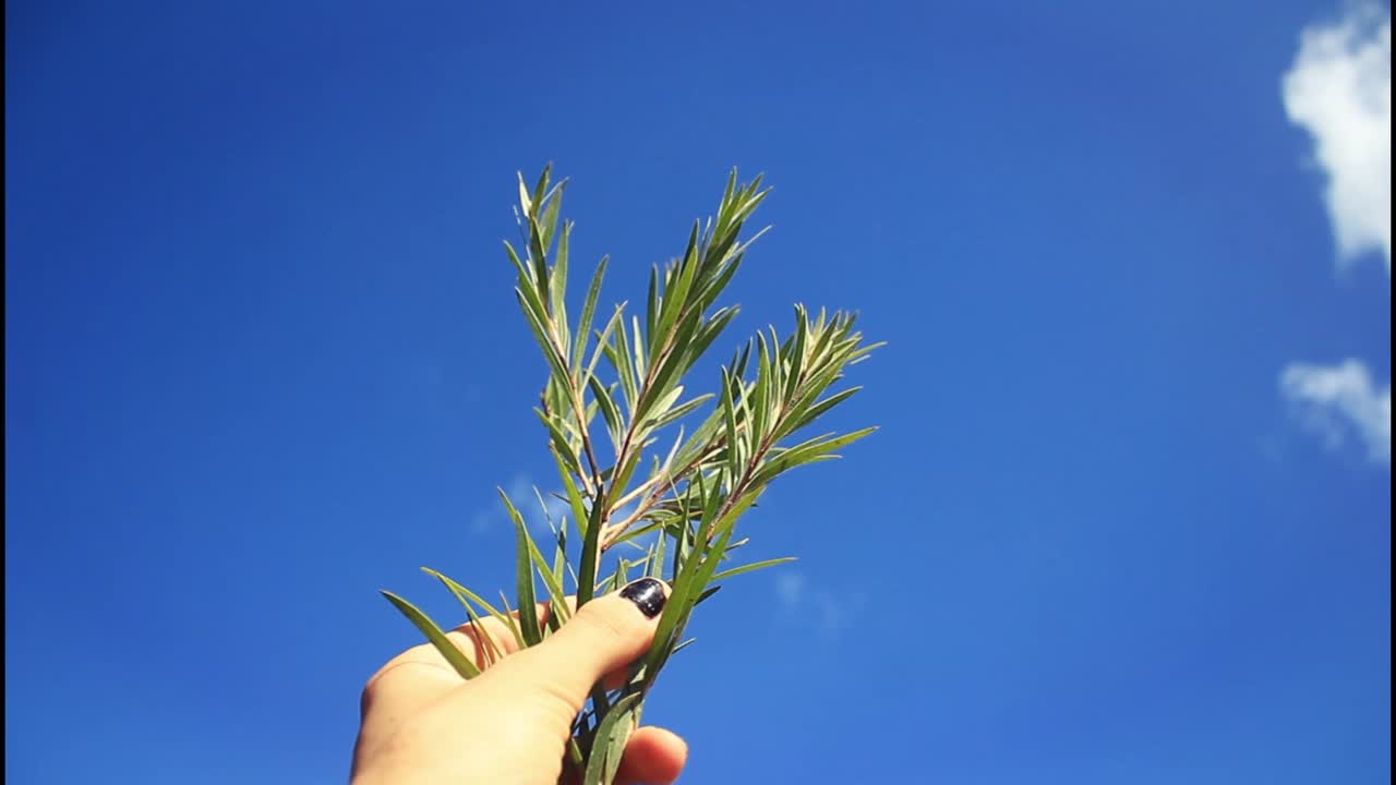 mano sosteniendo una rama contra un cielo azul