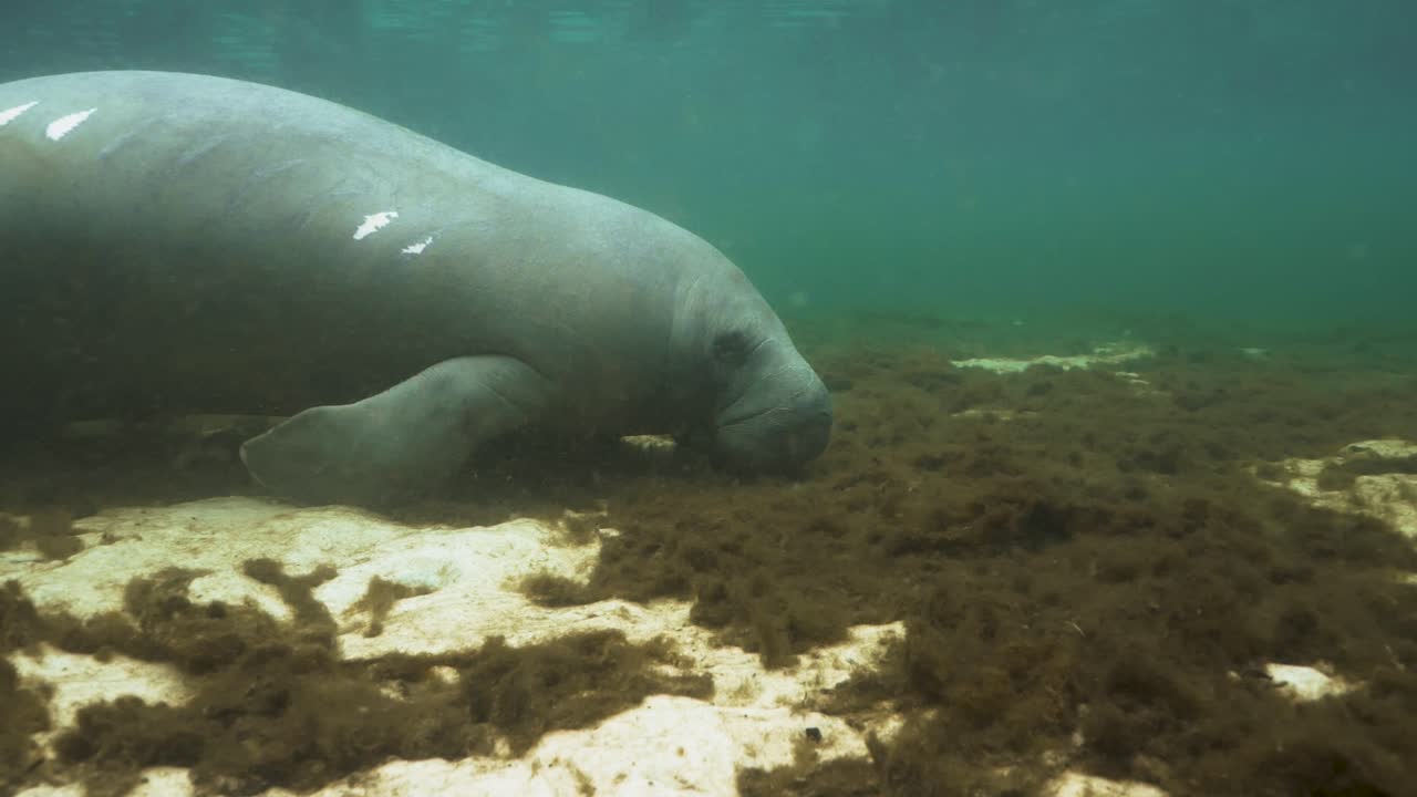 Underwater view of a manatee grazing on seagrass in a shallow Florida spring