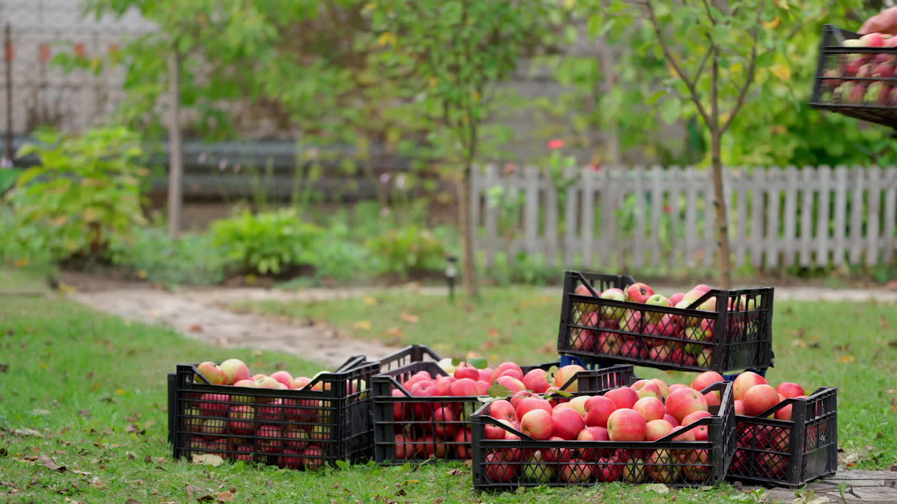 Ripe juicy red apples lie in a wooden box in the garden. Summer sunny day in the fruit garden. Man puts box with freshly picked apples.