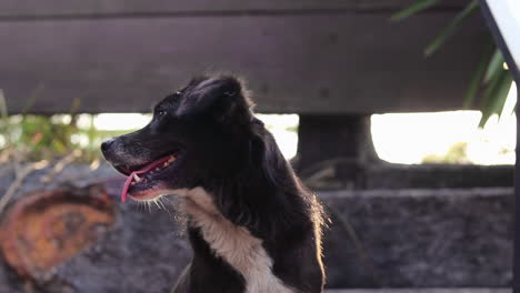 a low angle tripod shot of a crossbreed black and white dog in thailand, looking around and staring up with his tongue out of his mouth and waiting for food