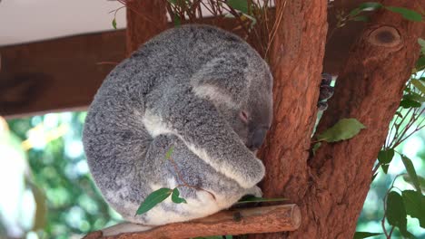 A-little-ball-of-fur,-the-adorable-koala-snuggles-up-and-sleeps-peacefully-in-the-tree,-close-up-shot