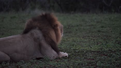 male lion surrounded by flies in flat evening light roars repeatedly
