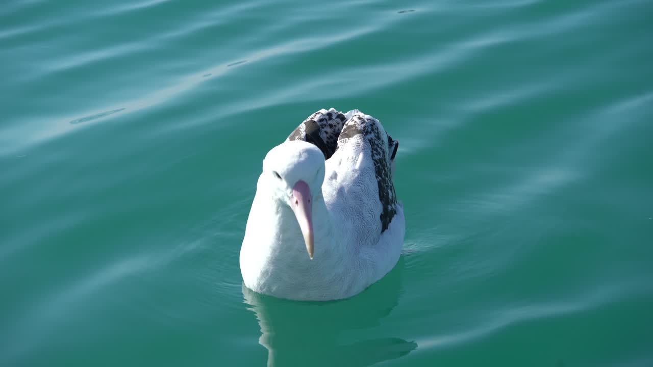 albatros flotando en el agua en kaikoura, nueva zelanda, en un día tranquilo.