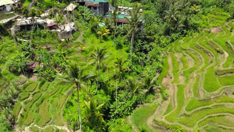 the stunning tegallalang rice terraces on bali, indonesia