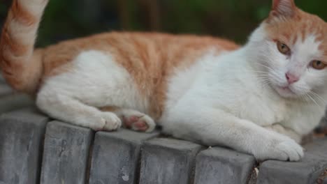 orange cat resting on the windowsill