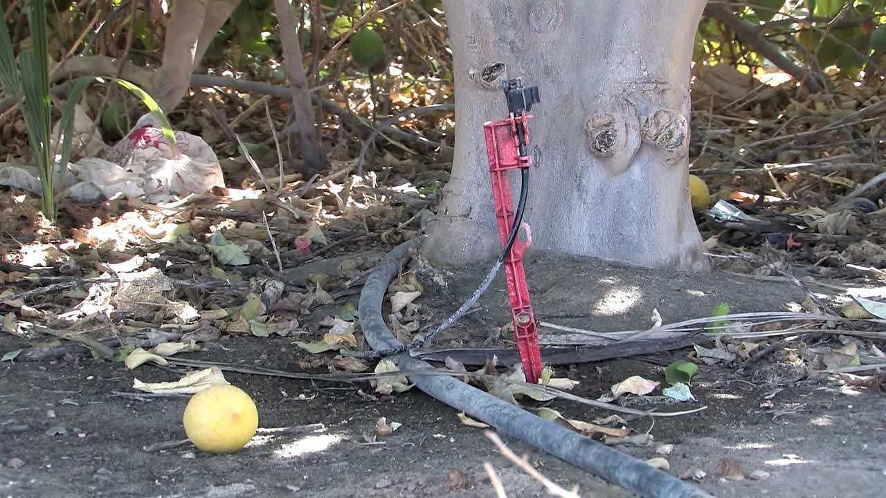 点滴灌漑と南カリフォルニアのレモンの木
