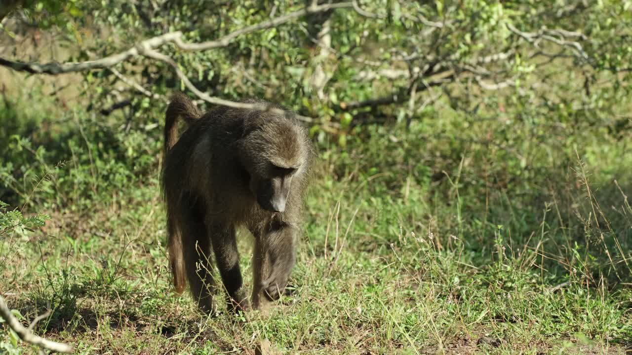 A Chacma baboon eating green grass, Kruger National Park.