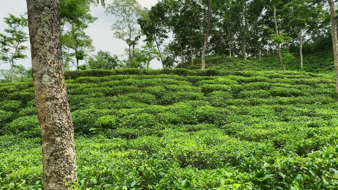 Malnicherra Tea Estate in Sylhet, Bangladesh. Oldest, largest and first tea garden in Indian subcontinent