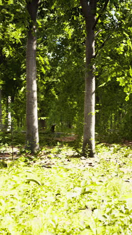 a sunny day in a forest with tall trees