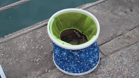 Fishing Net with Fish on a Dock
