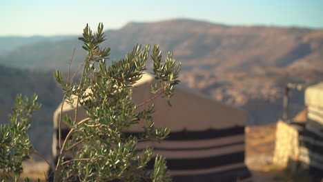 Toma-En-Cámara-Lenta-De-Olivos-Meciéndose-En-El-Viento-Con-Carpas-Tradicionales-En-El-Fondo,-Marruecos