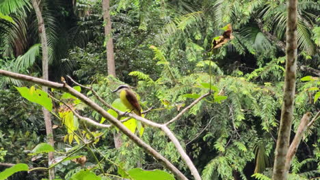 Kreisförmige-Aufnahme-Des-Großen-Kiskadee-Vogels,-Der-Auf-Einem-Ast-Im-Regenwald-Mit-Immer-Nieselndem-Regen-Thront