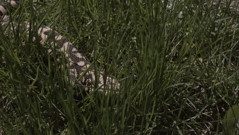 gila monster slinking through the tall grass