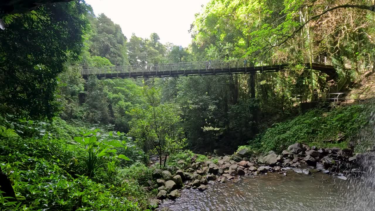A serene view of a suspension bridge over a waterfall in Dorrigo National Park, surrounded by lush greenery and natural beauty