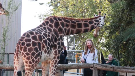 giraffe interacting with people at the zoo