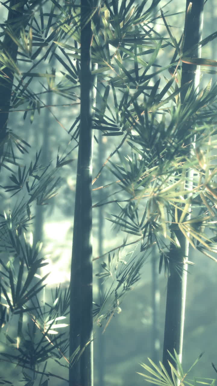 hermoso bosque de bambú