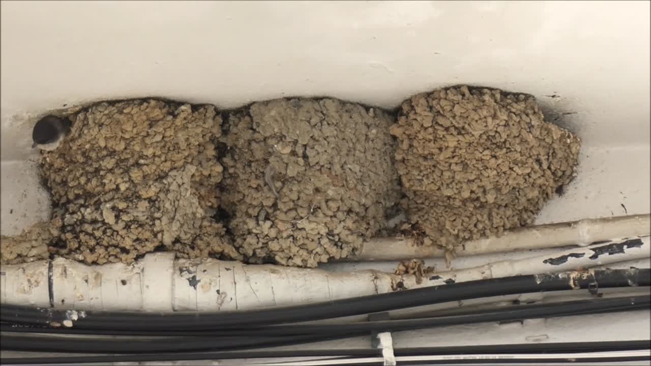 Swallow pair building third nest on village house wall in Andalusia