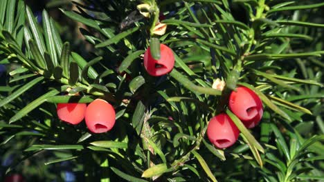 primer plano de taxus baccata o tejo europeo con conos rojos maduros.