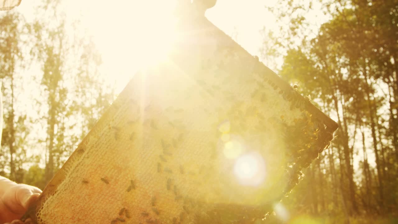 Beekeeper holding honeycomb frame with bees