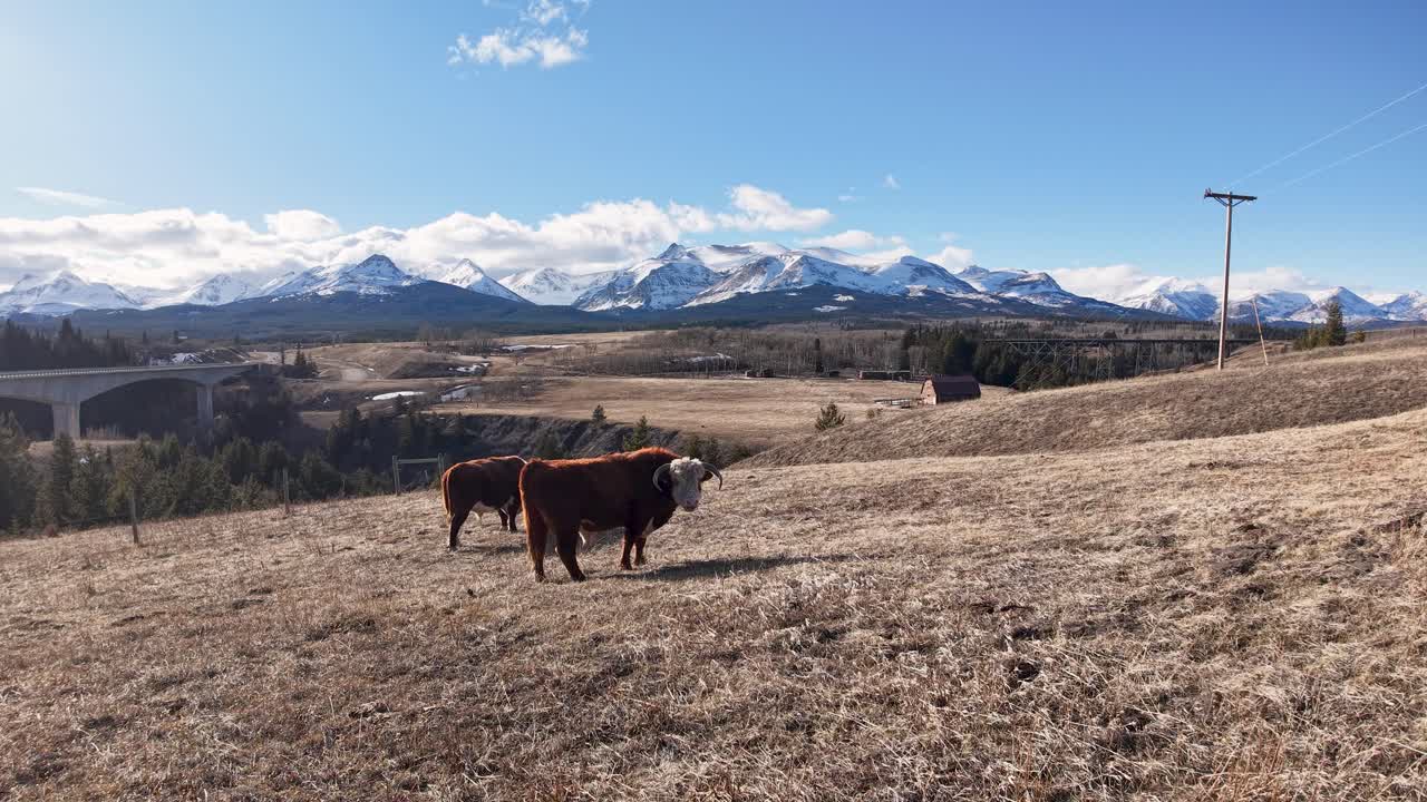 Due mucche pascolano in un pascolo arido con montagne innevate e cielo blu nella campagna del Montana.