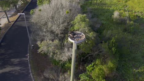 osprey nest atop high pole in civilized grassland park area