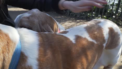 female dog owner stroking her cute basset hound