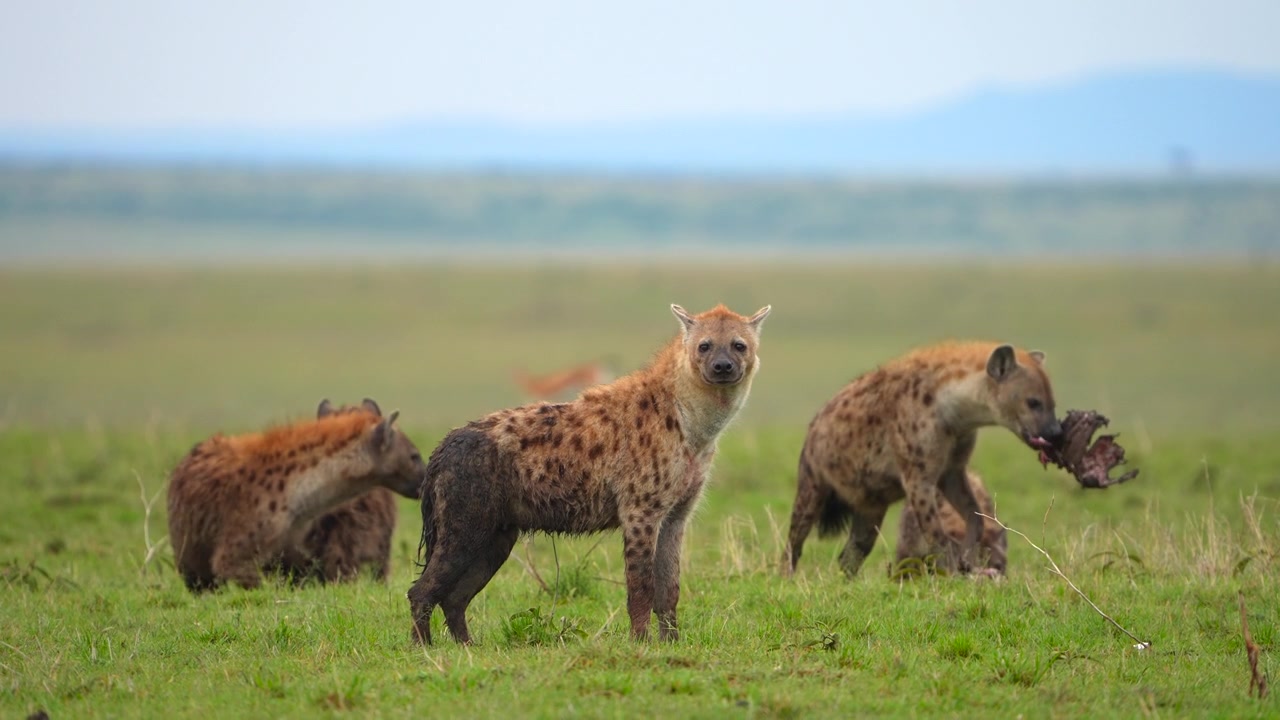 Nærbilde av nysgjerrige flekkhyener i Afrika.
