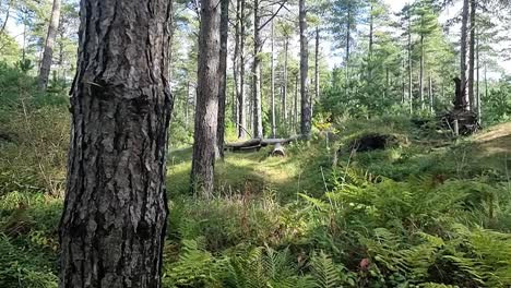 newborough forest dense woodland pine tree foliage on the idyllic welsh coast of anglesey