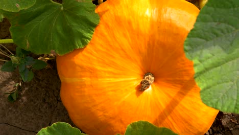 pumpkin in rural scene. top view, zoom in