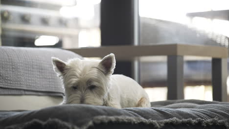 west highland white terrier dog lying on a blanket, chewing a snack