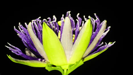 flor de la pasión floreciendo