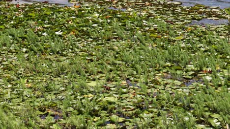 water lily pond with aquatic plants