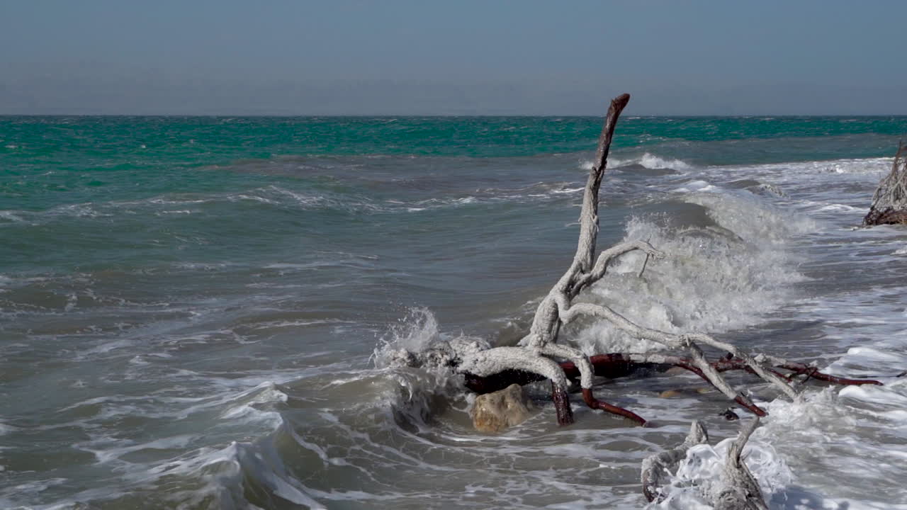 Un grande ramo d'albero coperto di cristalli di sale e depositato su una riva del Mar Morto al rallentatore