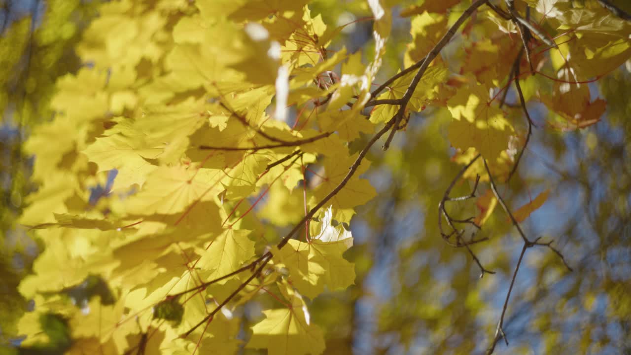 Morning Breeze Blowing On Trees With Autumn Leaves. Close-up Shot