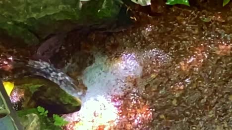 Mineral water spring in Brazil&#039;s savanna or cerrado - pure, fresh water flowing