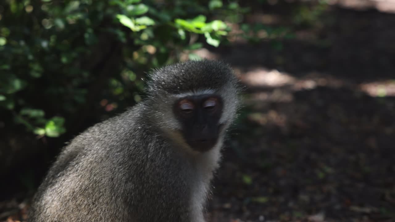 vista lateral de un mono sentado y comiendo, masticando y mirando a su alrededor, animales en un parque de safari, sudáfrica