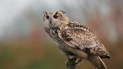 eagle owl portrait