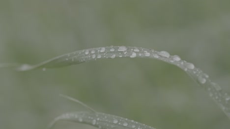 dew drops on grass