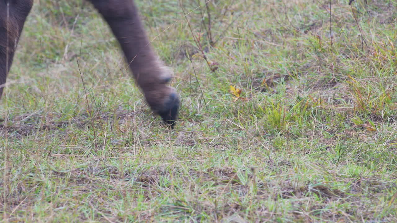Legs and hooves of european bison bonasus herd walking on grass,Czechia
