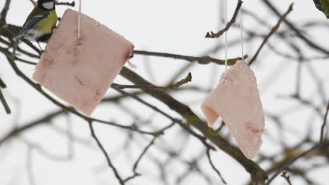 great blue tit passerine bird eating lard strip hanging from tree during winter season