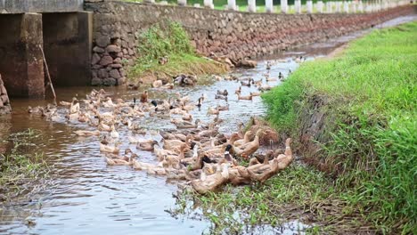 Eine-Entenschar,-Die-Aus-Einem-Inneren-Kanal-An-Land-Kommt,-Eine-Entenschar,-Die-Im-Wasser-Spielt,-Entenzucht-In-Asien