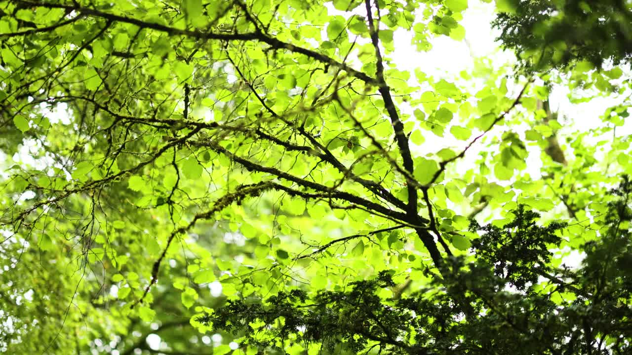 스코틀랜드의 던드 (dunkeld) 에 있는 푸른 잎자루