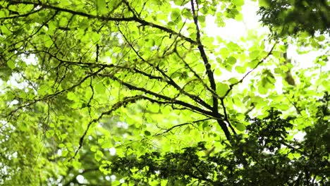 hojas verdes exuberantes en dunkeld, escocia