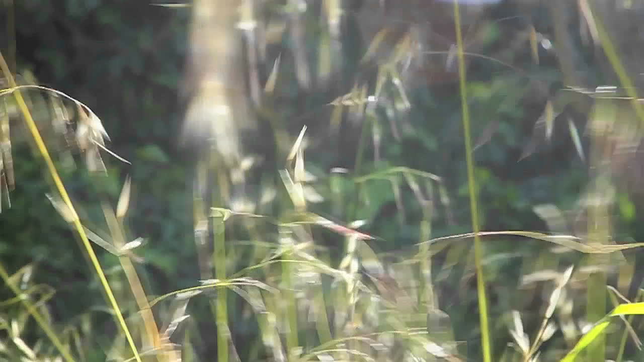 바람에 날리는 풀의 슬로우 모션 클로즈업 1