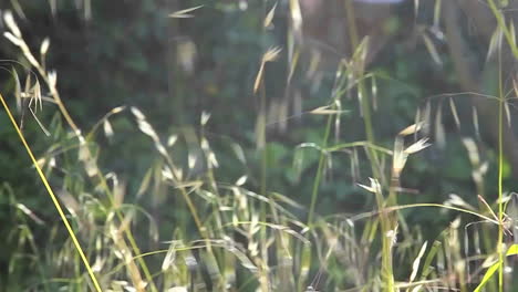 a slow motion close up of grasses blowing in the wind 1