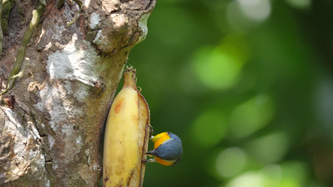 un pájaro pico de flores de vientre naranja macho está comiendo un plátano en un fondo verde